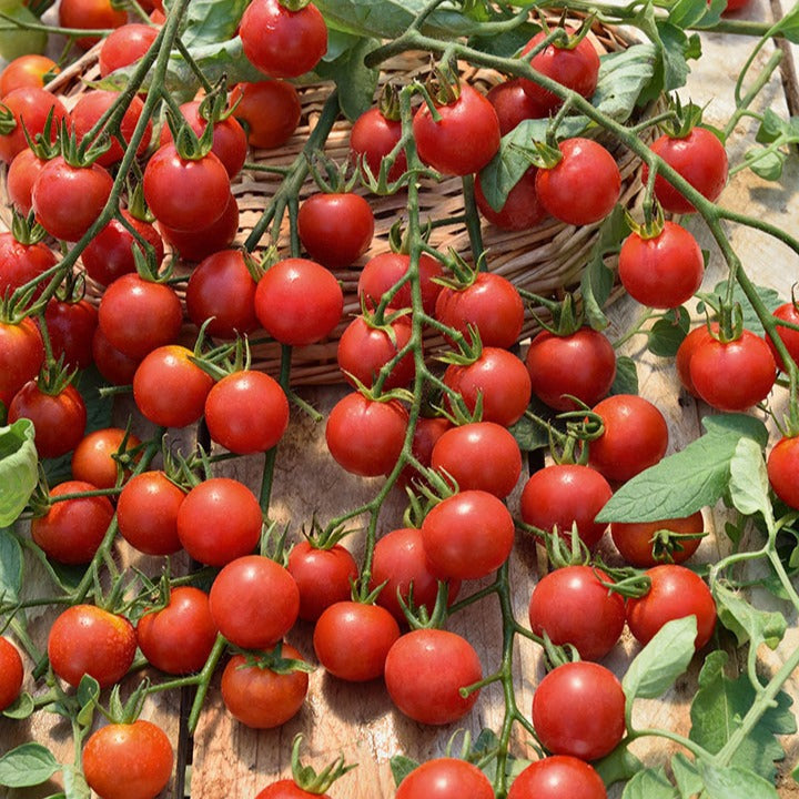 3 Plants de Tomate Cerise Rouge Supersweet 100 - Solanum lycopersicum supersweet 100 - Potager