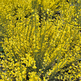 Genêt jaune - Willemse