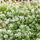 Pachyphragma macrophyllum - Willemse