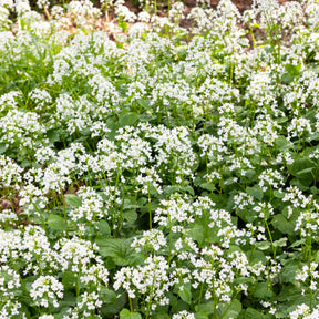 Pachyphragma macrophyllum - Pachyphragma macrophyllum - Un jardin en sous-bois old