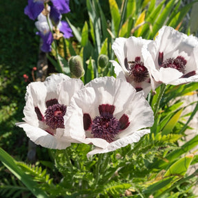 Pavot d'Orient Perrys White - Willemse