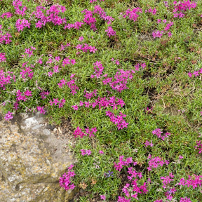 3 Phlox mousse Temiskaming - Phlox subulata temiskaming - Willemse