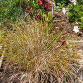 Stipa arundinacea - Willemse
