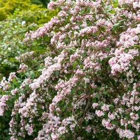 Buisson de beauté Pink Cloud - Kolkwitzia amabilis Pink Cloud - Willemse