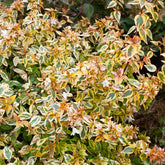 Abélia grandiflora Kaleidoscope® - Willemse