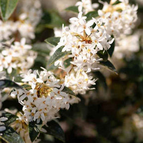 Osmanthe - Osmanthe de Burkwood - Osmanthus burkwoodii