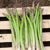 10 Asperges Voltaire - Willemse