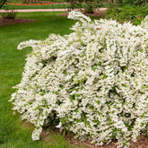 Deutzia gracilis - Willemse