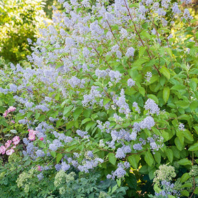 Ceanothus delilianus gloire de versailles - Céanothe Gloire de Versailles - Céanothes - Lilas de Californie