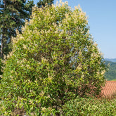 Troène commun - Willemse