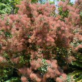 Arbre à perruque - Willemse