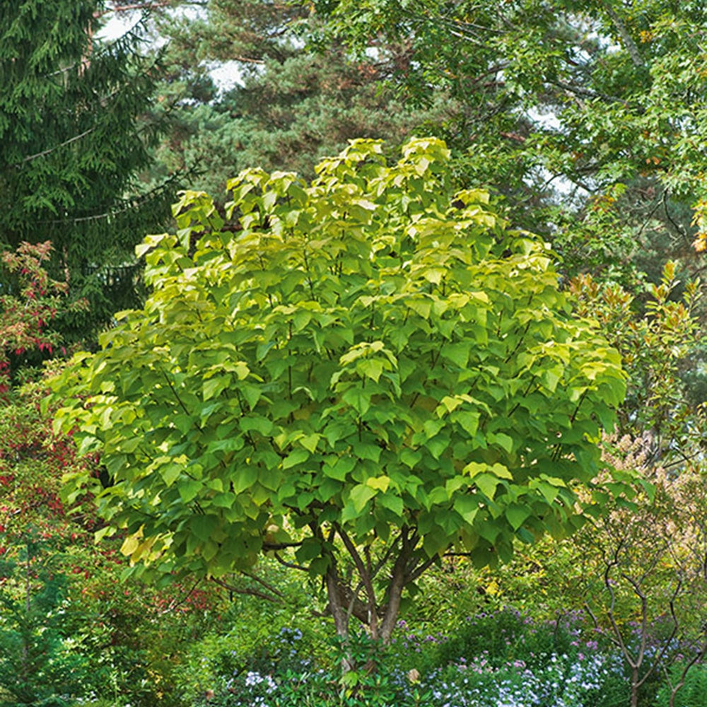 Catalpa commun Aurea - Catalpa bignonioides aurea - Plantes