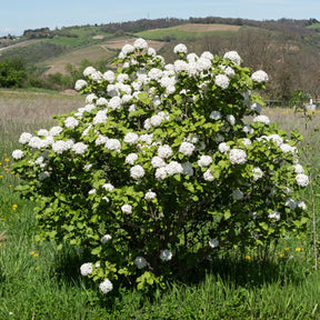 Viorne de Carle - Willemse
