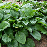 Hosta elata - Willemse