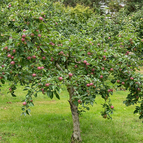 Pommier Melrose - Malus domestica melrose - Fruitiers Arbres et arbustes