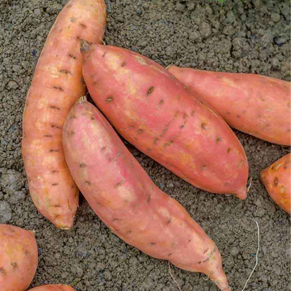 3 Plants de Patate douce - Willemse