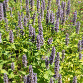 Agastache Black Adder - Willemse