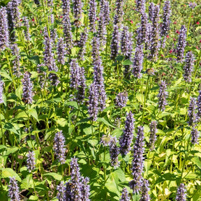 Agastache Black Adder - Willemse