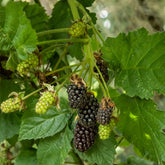 Mûre Thornless - Rubus fruticosus 'thornfree' - Plantes