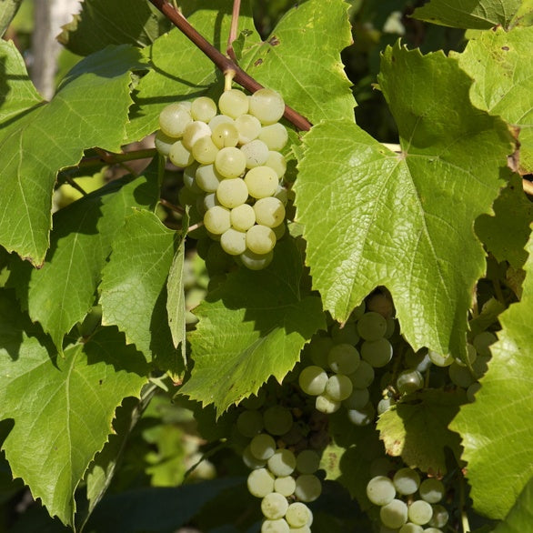 Vigne Bianca - Vitis 'bianca' - Plantes