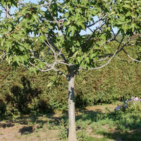 Ficus carica 'fiorone' - Figuier Fiorone - Figuier