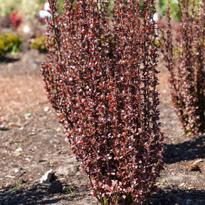 Berberis thunbergii Helmond Pillar - Epine-vinette de Thunberg Helmond Pillar - Berberis