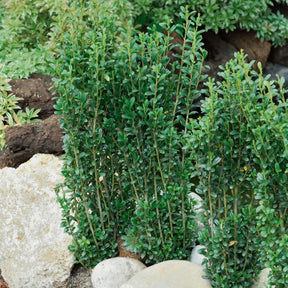 Ilex crenata fastigiata - Houx crénelé Fastigiata - Houx