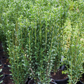 Houx - Houx crénelé Fastigiata - Ilex crenata fastigiata