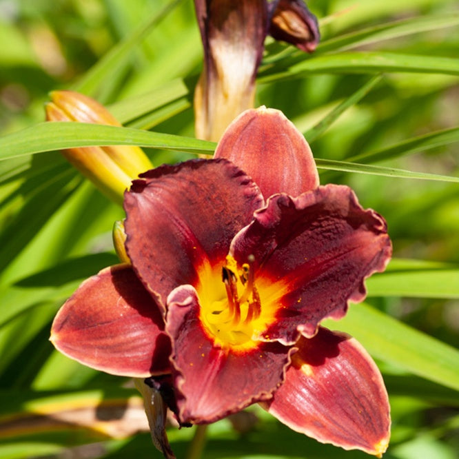 Hémérocalle Night Embers - Willemse