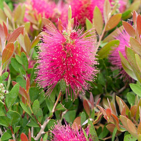 Callistemon viminalis Hot Pink - Callistemon Hot Pink - Rince-bouteille rose - Rince-bouteille - Callistemon