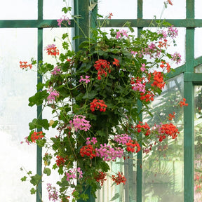 Géranium lierre rose - Pelargonium peltatum - Géranium de balcon