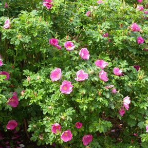 Rosiers sauvages - Rosier rugueux rose foncé - Rosa rugosa rubra