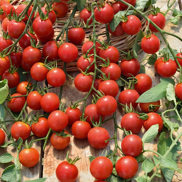 Lycopersicum saint pierre, super sweet, coeur de boeuf - Collection de 9 Plants tomates classiques - Plants de tomates