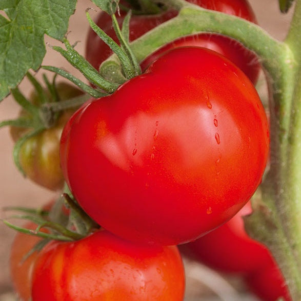Plants de tomates - Collection de 9 Plants tomates classiques - Lycopersicum saint pierre, super sweet, coeur de boeuf