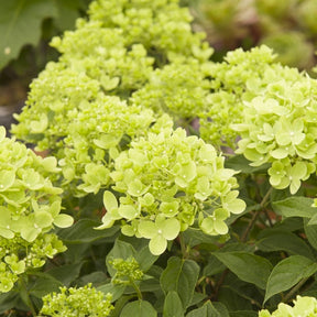 Hortensia paniculé Little Lime - Hydrangea paniculata little lime - Willemse