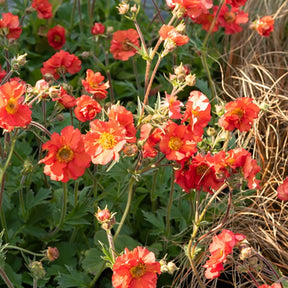 Benoîte Scarlet Tempest - Geum macgeu001  scarlet tempest ( tempest series ) - Willemse