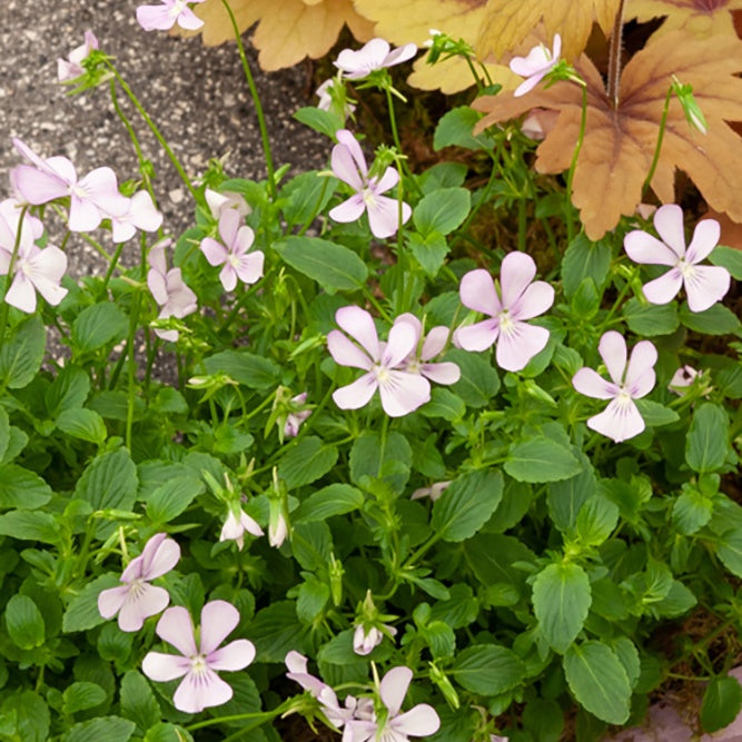 3 Violettes cornue Victoria's Blush - Willemse