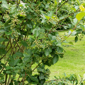 Aronia - Aronia à fruits noirs - Aronia melanocarpa
