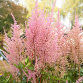 Astilbe arendsii Erika - Willemse