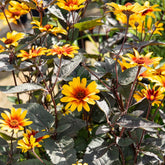 Héliopsis faux hélianthe - Willemse