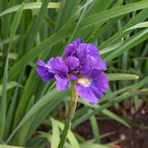 Iris sibirica Kaboom - Willemse