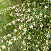 Osmanthe de Delavay - Osmanthus delavayi - Plantes