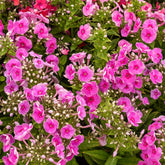 Phlox paniculata Bambini Desire - Willemse