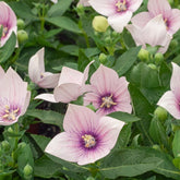 Platycodon à grandes fleurs 'Pink' - Willemse