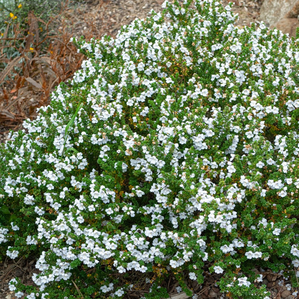 Menthe australienne - Prostanthera cuneata - Arbustes