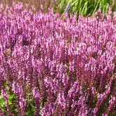 Sauge des bois rose clair - Salvia nemorosa sensation pink - Plantes