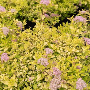 Spirée japonaise Goldmound - Willemse