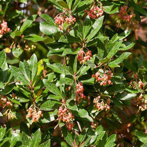 Arbousier Rubra - Arbutus unedo 'rubra' - Plantes