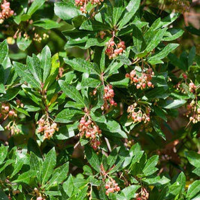 Arbousier Rubra - Arbutus unedo 'rubra' - Fruitiers Arbres et arbustes