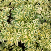 Sedum - Orpin panaché Atlantis - Willemse